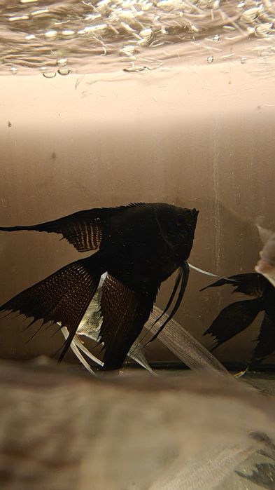 Skalar czarny  black