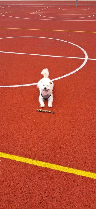 Jack Russel Terrier