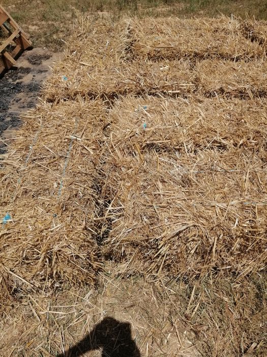 Fardos de palha/feno nascidico