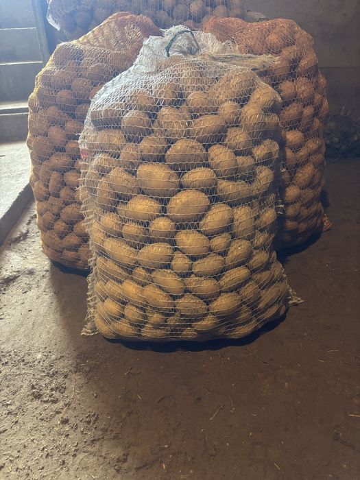 Ziemniak wielkosc  sadzieniaka