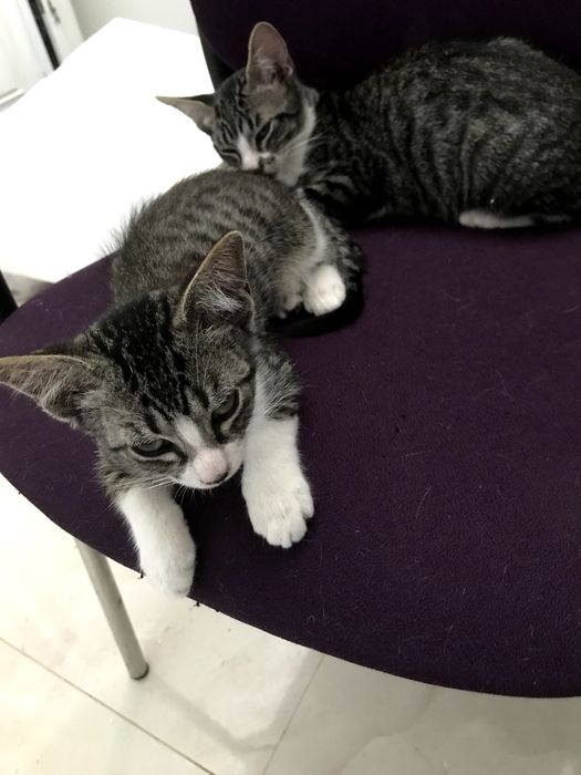 Gatinho macho de 2 meses para adoção. Cinzento, riscas, meias brancas e peito branco.