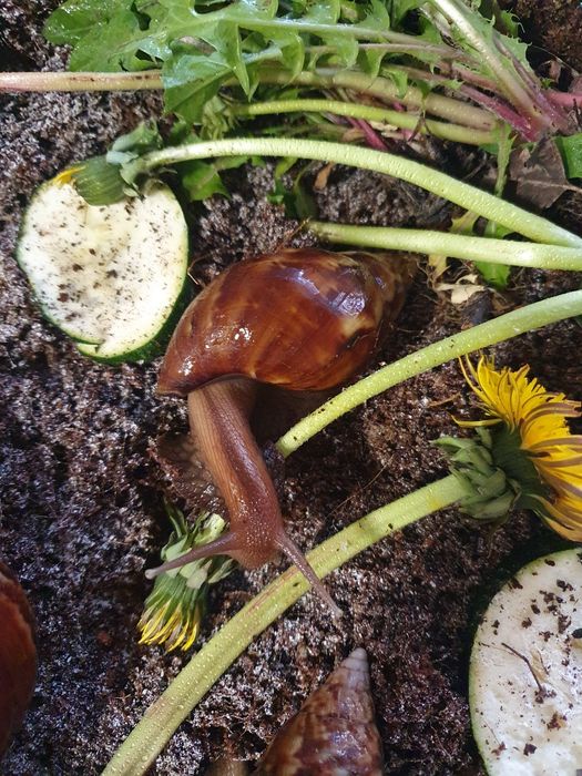 Ślimak afrykański lisachatina fulica