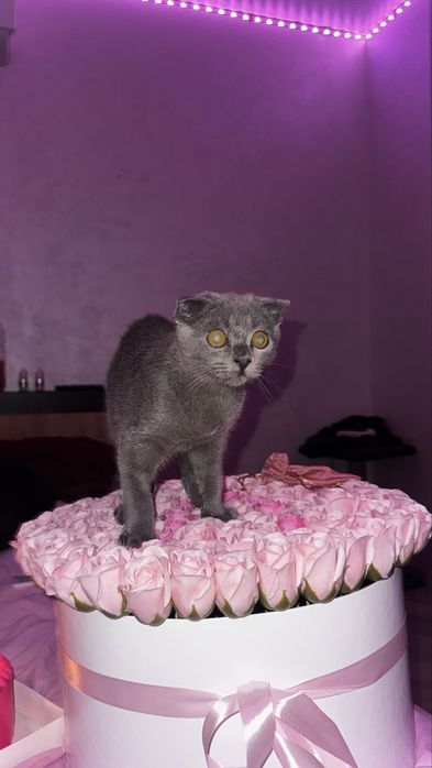 кот британец 4 месяца отдам