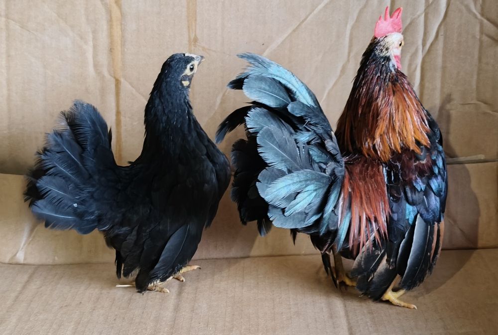 Galinha Seramas casal