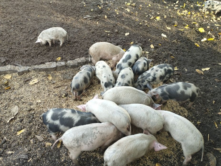 Продам поросят..