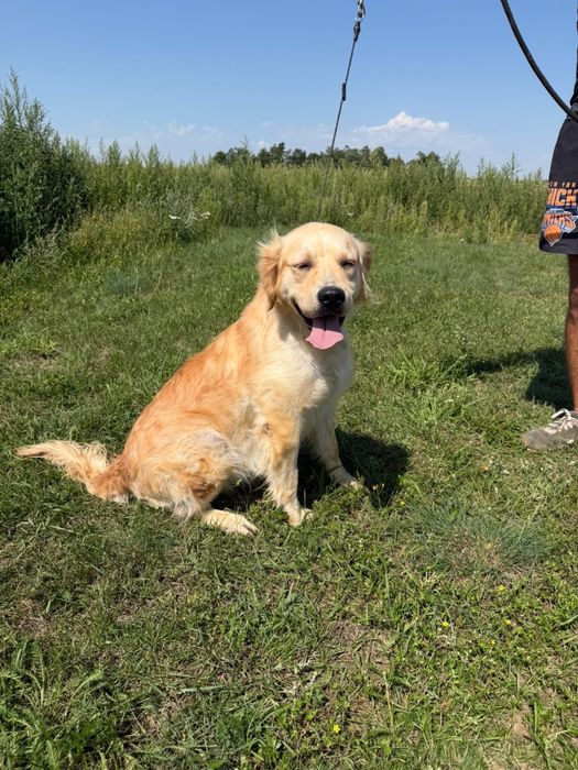 Golden retriever suka