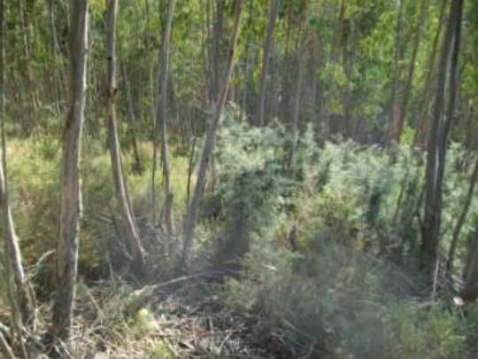 Terreno rústico (1,7 hectares) freguesia de Arnóia - Celorico Basto