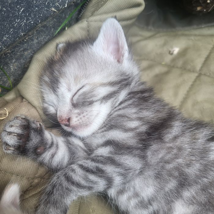 Oddam Kotki w Dobre Ręce