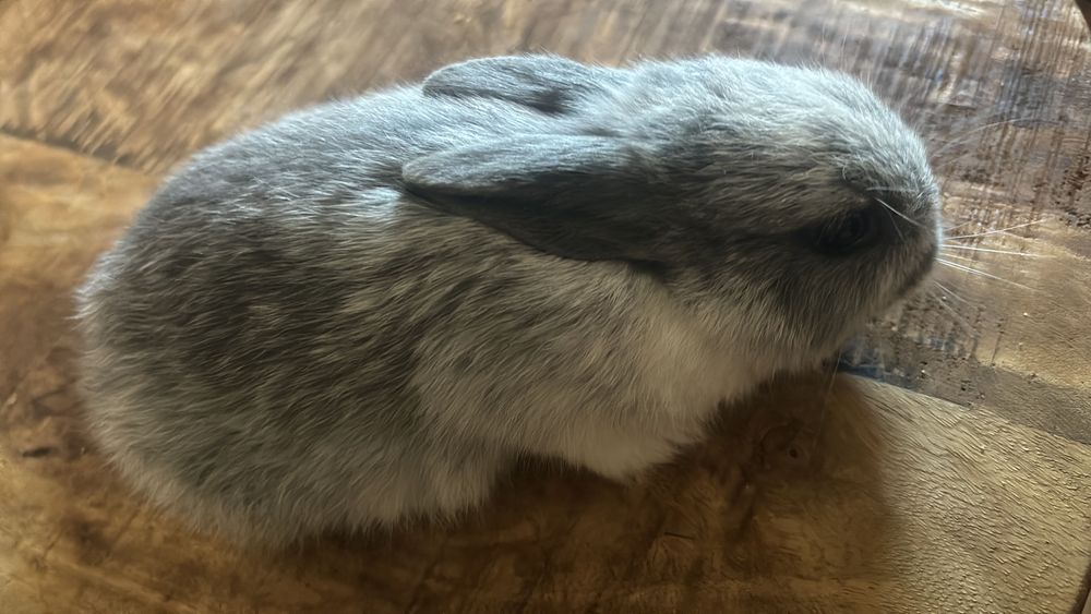 Coelhos anões bebes