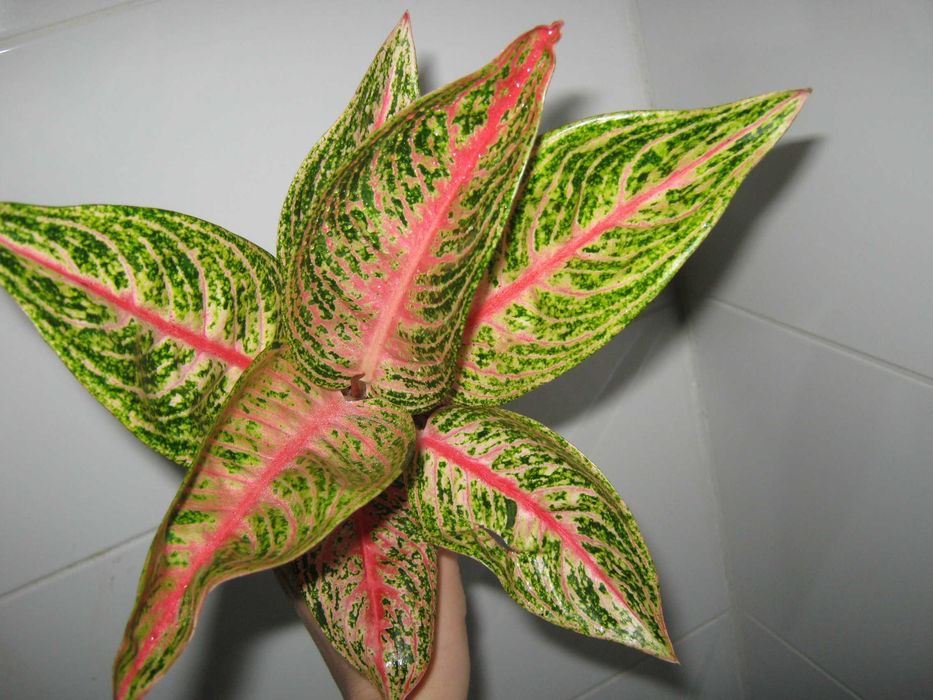 аглаонема 50 сортов комнатные декоративно лиственные цветы