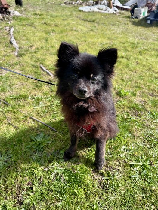 Amora - Spitz Alemão