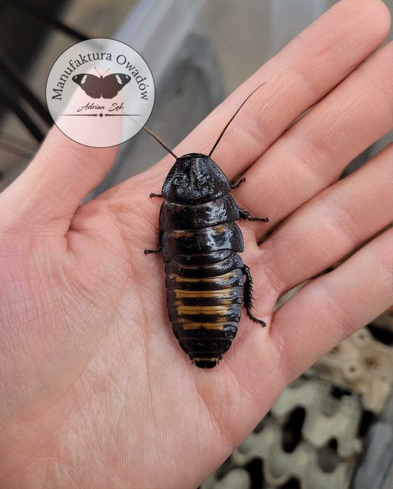 Karaczan madagaskarski - imago 5-8cm (Gromphadorhina portentosa)