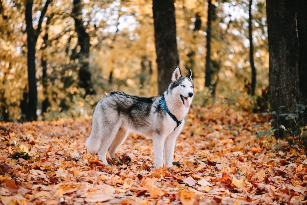вязка сибірська хаскі