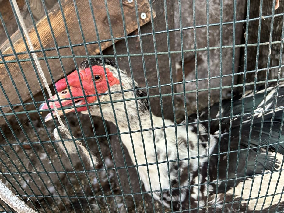 Vendo patos mudos e patos reais