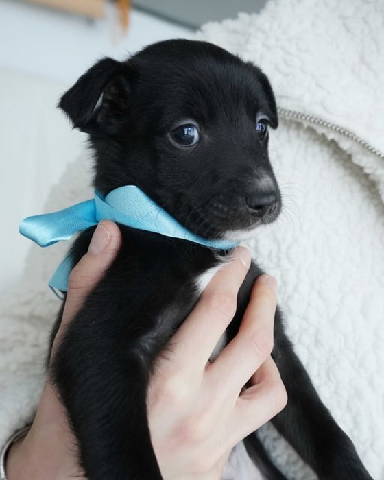 Цуценя хлопчик, безкоштовно в добрі руки