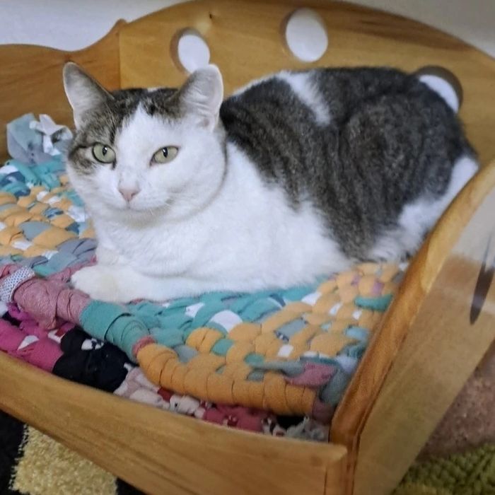 РОЗШУКУЄТЬСЯ! Прилаштована киця Мальвіна втекла р=н Казбет, Можайка