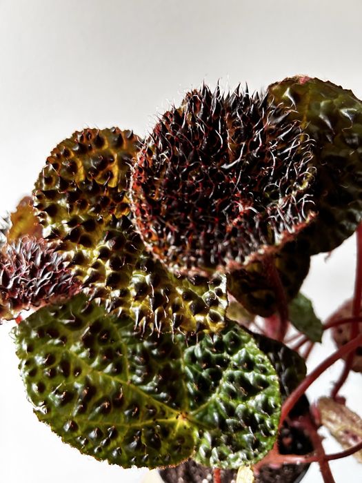 Begonia Ferox grande