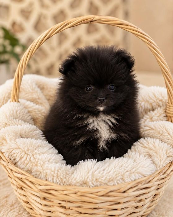 Szpic miniaturowy Pomeranian