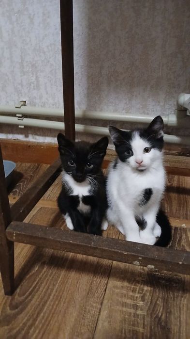 Грайливі кошенята в добрі руки.Хлопчик та дівчинка.Безкоштовно.Прилуки.