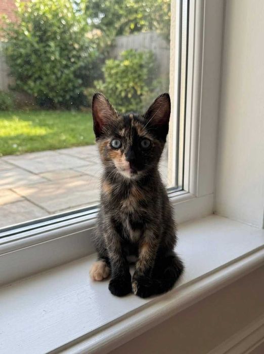 Setúbal e arredores / Margem Sul — PEPPER e SPOT, gatinhas para adoção