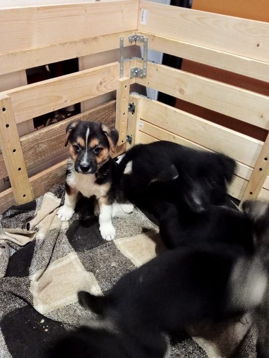 Щенки Овчарка и Бордер колли