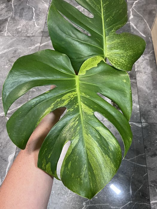 Monstera Green on Green mint szczyt