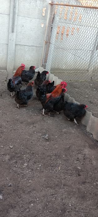 Яйце інкубаційне курей Маран