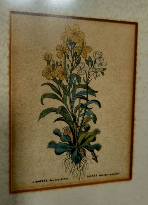 Quadro Botânico Composto