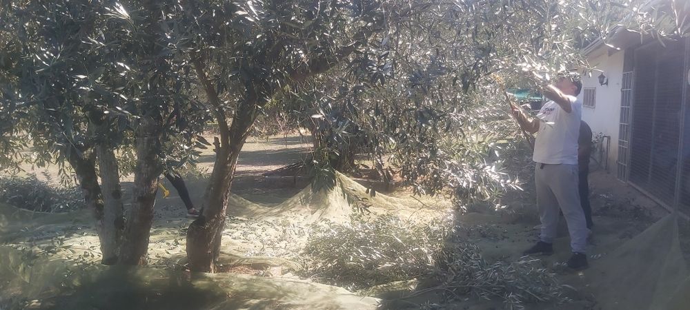 Azeite - caseiro - Extra Virgem (100% Biológico)