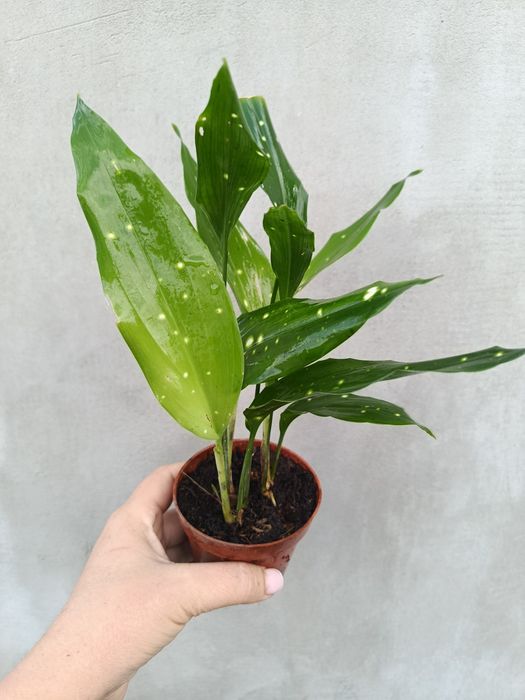 Аспідістра Aspidistra sp Thailand