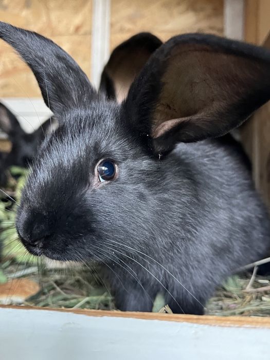 Продам кролей порода Фландр