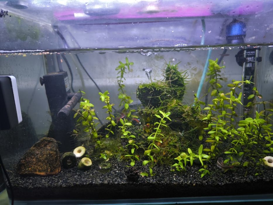 Aquário de peixes completo.