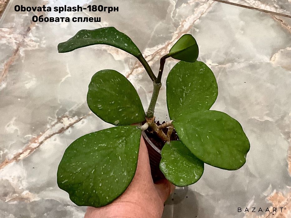 Хойя сорта разные