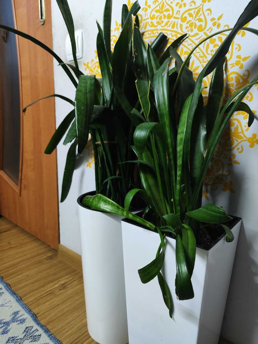 сансевієра вазонки