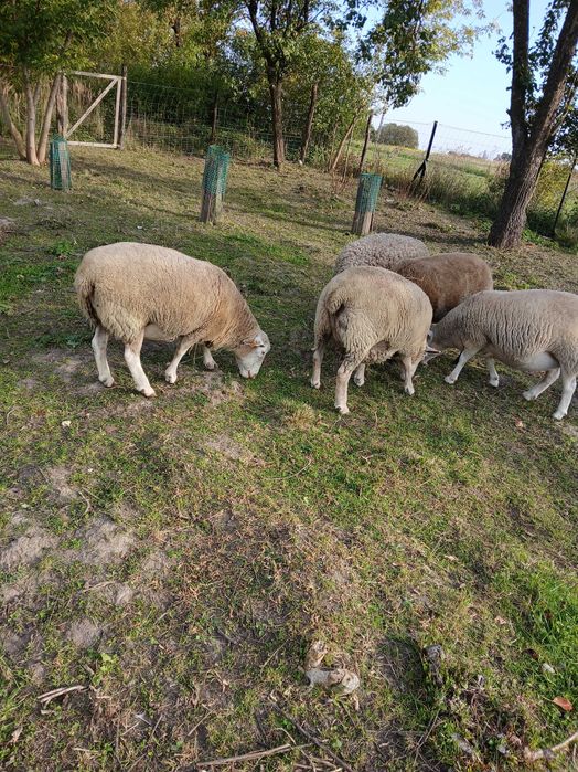 Owce mix merynos&dorper