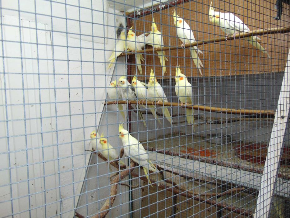 Sprzedam papugi nimfy