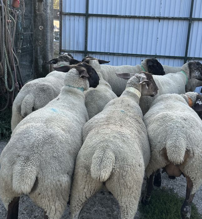 Ovelhas suffolk prenhas