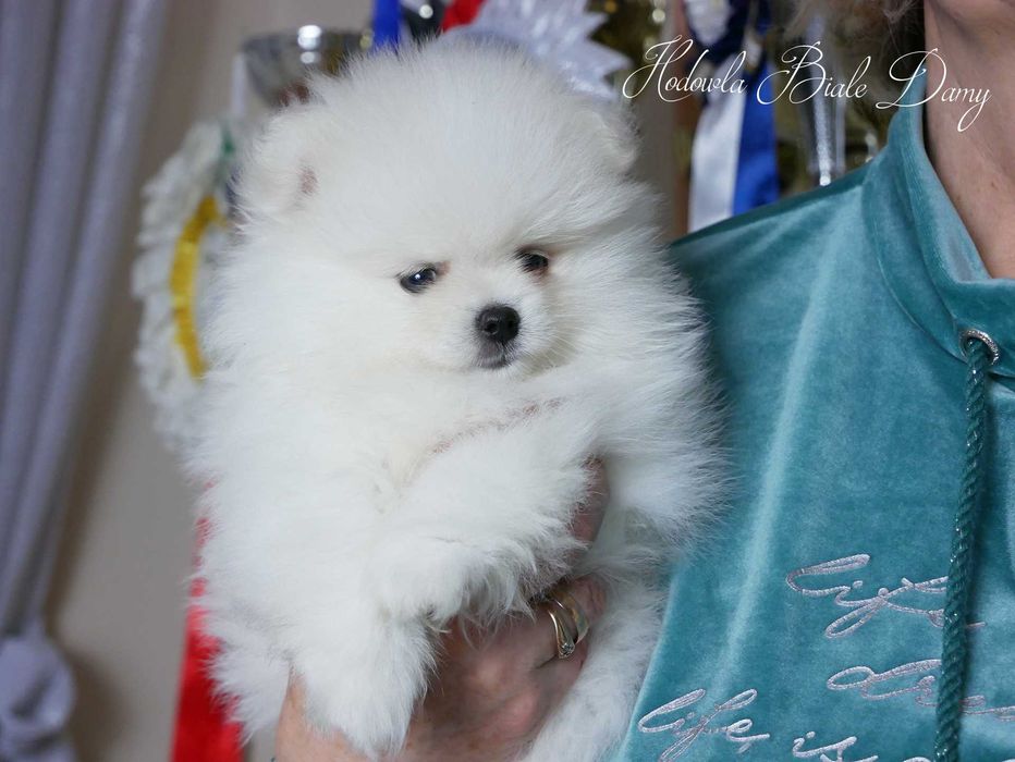 Szpic miniaturowy Samiec piesek Amant