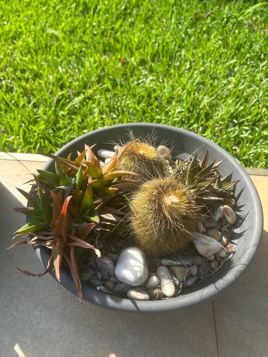Cactos e suculentas