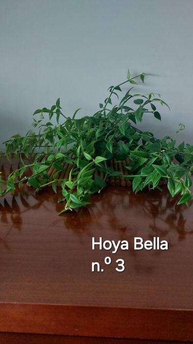 Hoyas (Flores de cera)  Plantas naturais