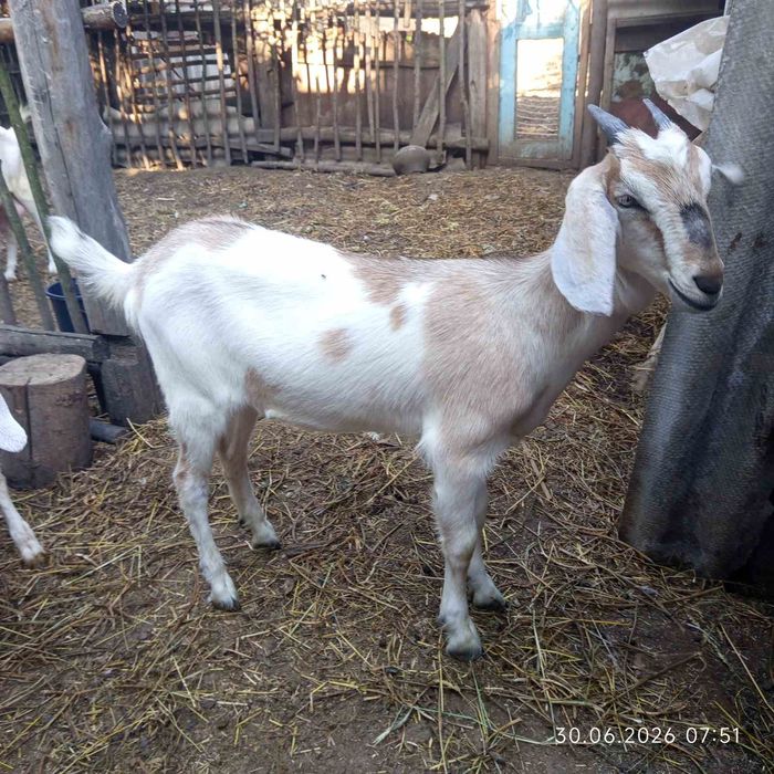 Продам козлят козенят козочкі