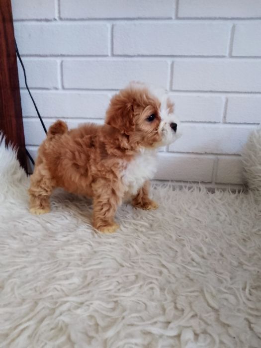 ZAREZERWOWANY !!!Śliczny piesek Maltipoo
