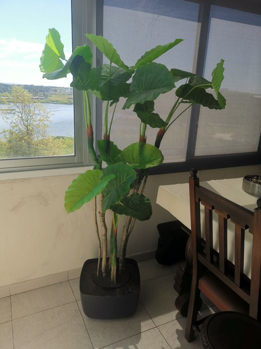 Planta decorativa com vaso