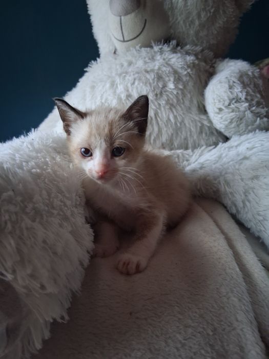 Gatos bebes para adocao responsável