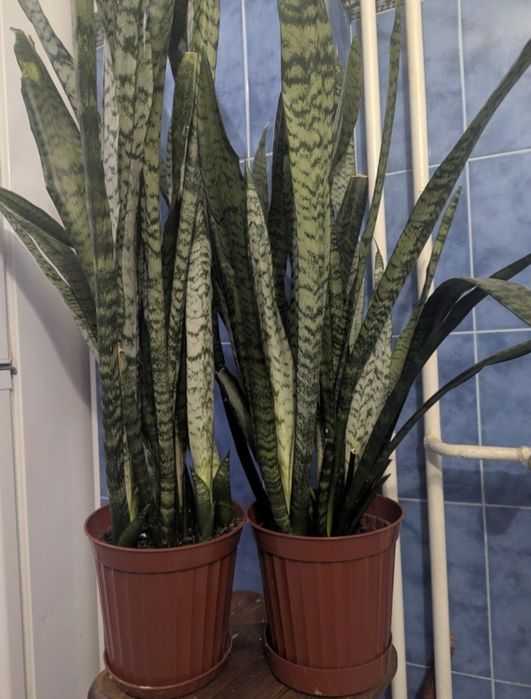 Кімнатні квіти в горщиках