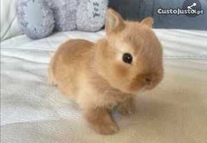 Mini coelhos anões desparasitados e vacinados