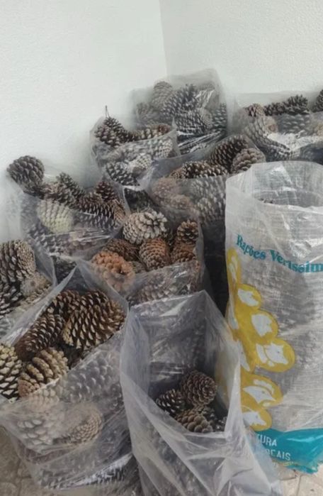 Pinha seca sacos 30 litros