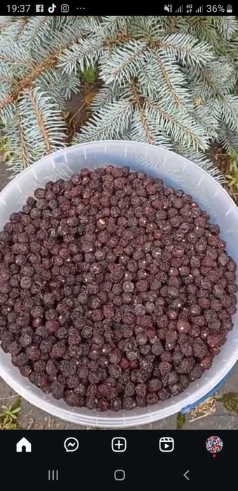 Не колюча бордо.