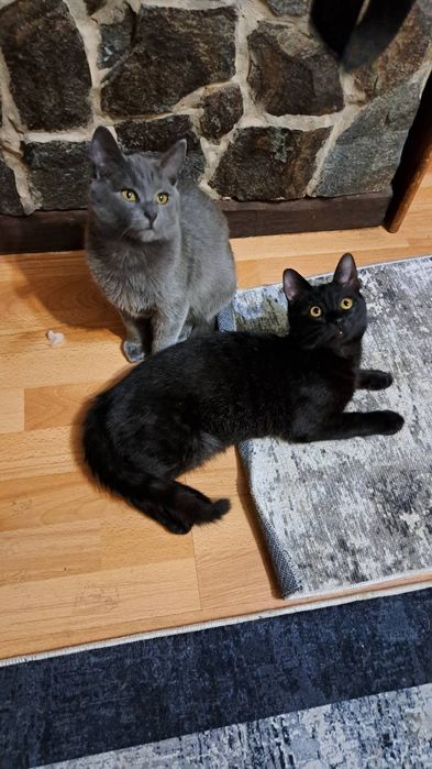 Сіренький котик Кекс шукає дім