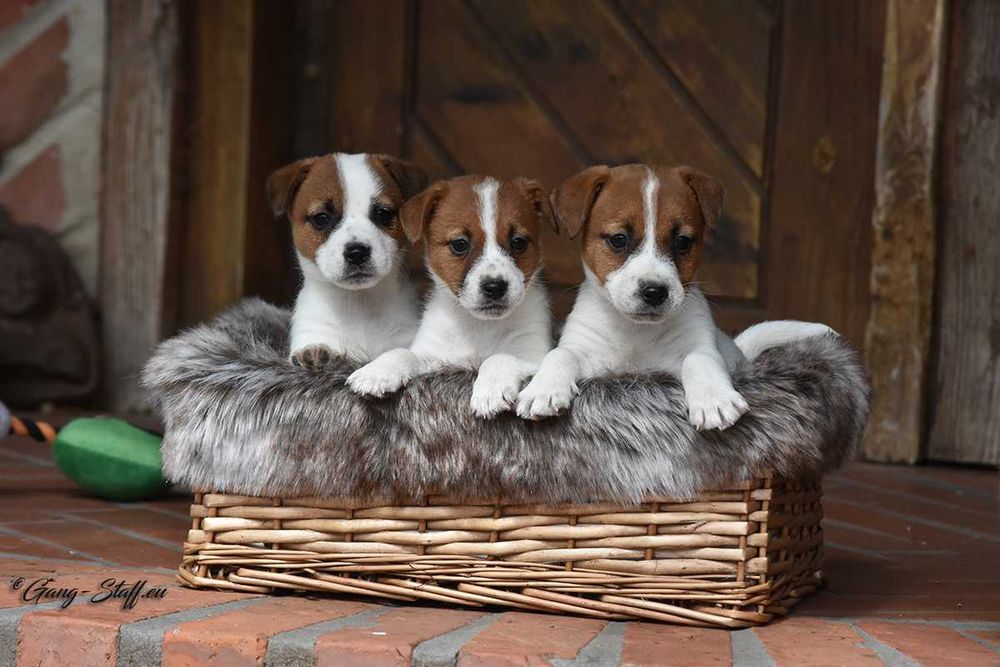 Jack Russell Terrier piesek ZKwP/FCI gładkowłosy